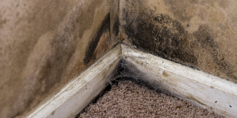 avoid mold damage to your home