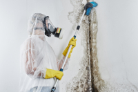 qualified professional mold removal specialist
