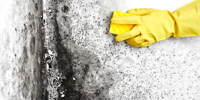 Commercial Mold Remediation in Advance, North Carolina