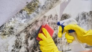 Professional vs. DIY: Which is Better for Mold Removal?