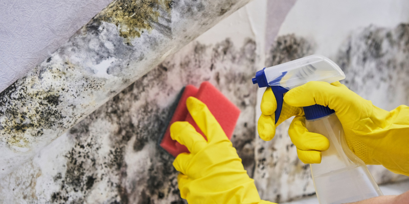 Professional vs. DIY: Which is Better for Mold Removal? 