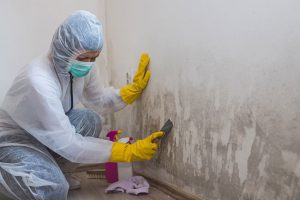 The Benefits of Hiring a Professional Mold Removal Company