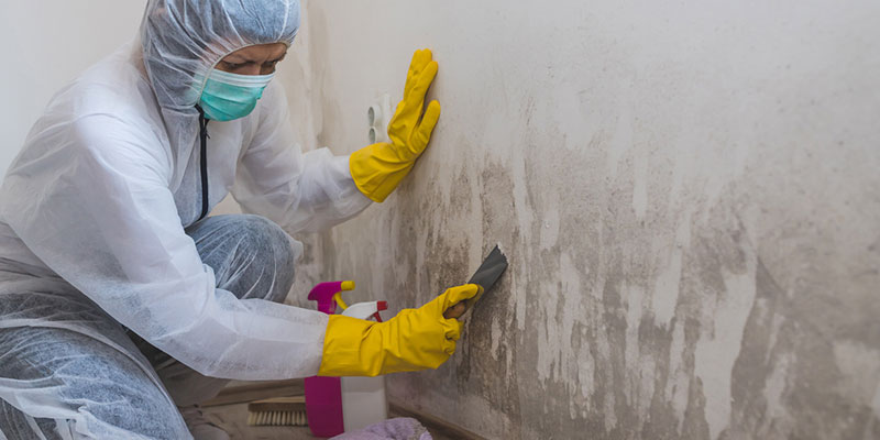 The Benefits of Hiring a Professional Mold Removal Company
