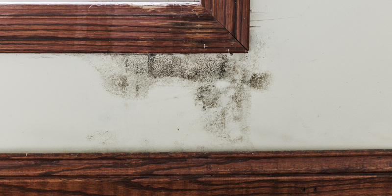 How to Spot Mold Damage in Your Home