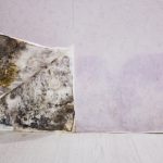 Mold Removal